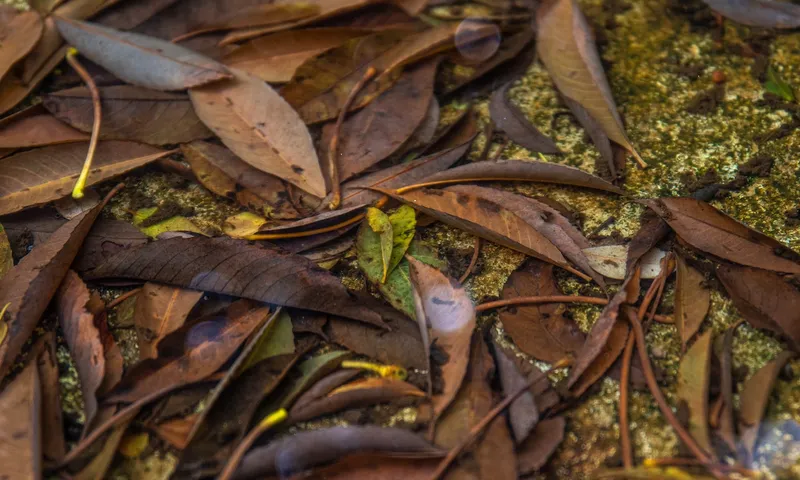 Garden Waste: How to Dispose of it?