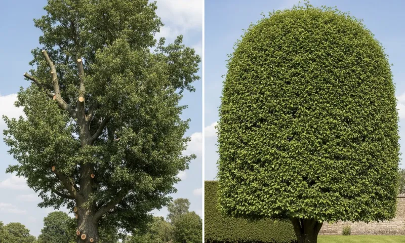 The Complete Guide to Crown Reduction and Tree Shaping