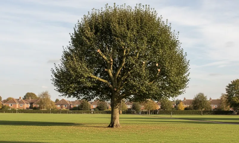 The Complete Guide to Crown Reduction and Tree Maintenance