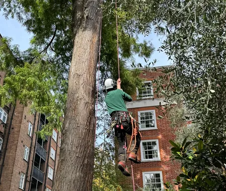Tree Surgery Tree Reports London 1 1