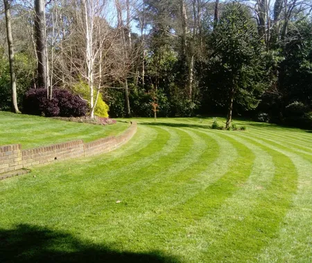 Lovely Grass With Lines