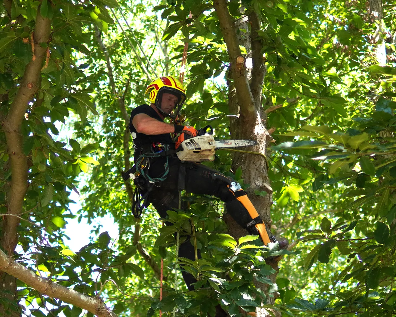 Tree Surgeon In Tree Climbing With Chainsaw
