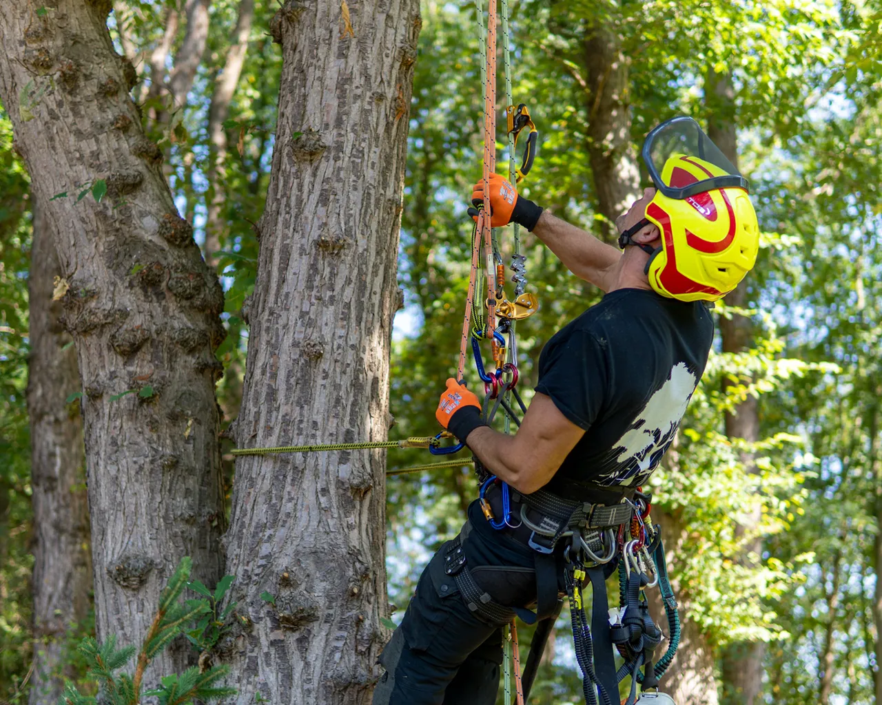 Tree Surgeon Climbing Tree