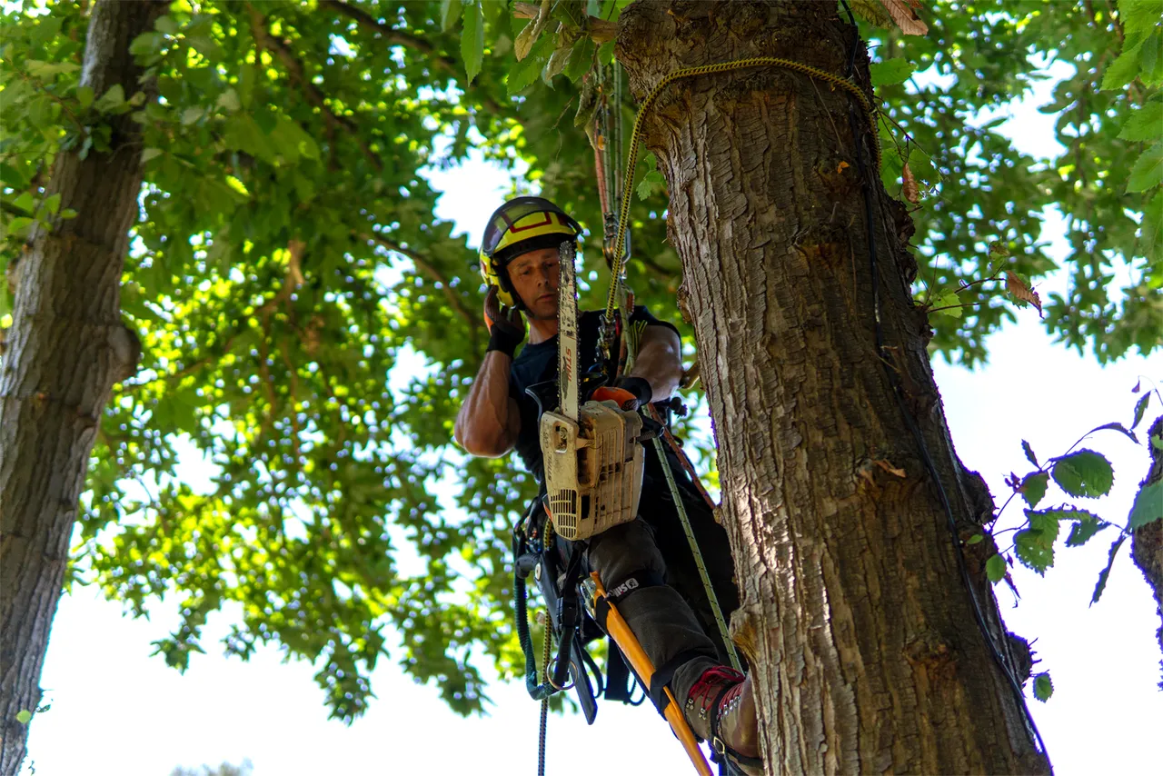 Tree Surgeon Climbing Tree With Chainsaw
