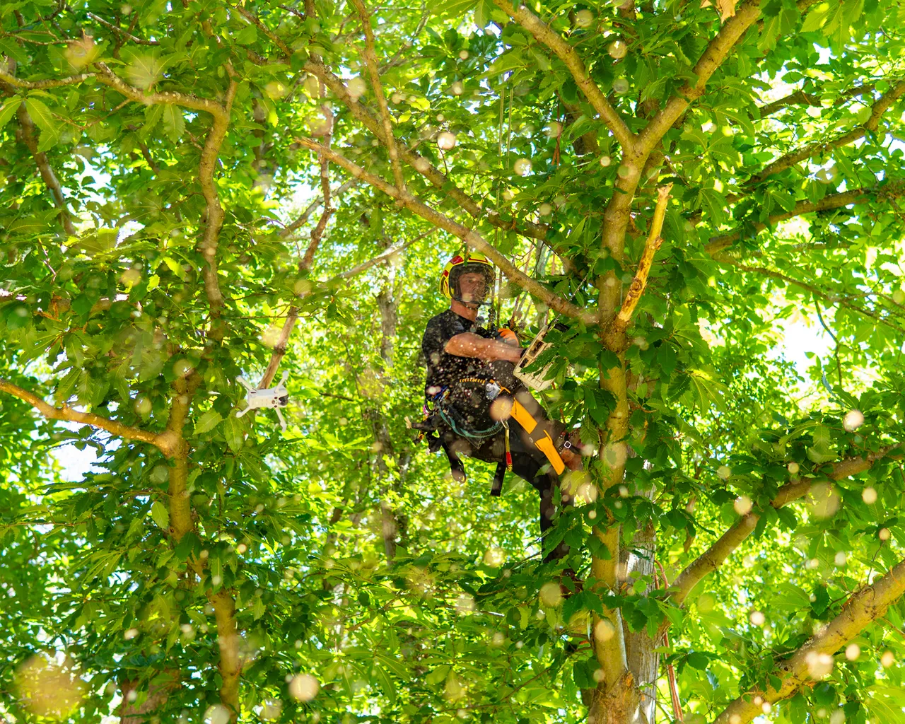 A tree surgeon wearing safety gear climbs a lush green tree, surrounded by dense foliage and sunlight filtering through the leaves.
