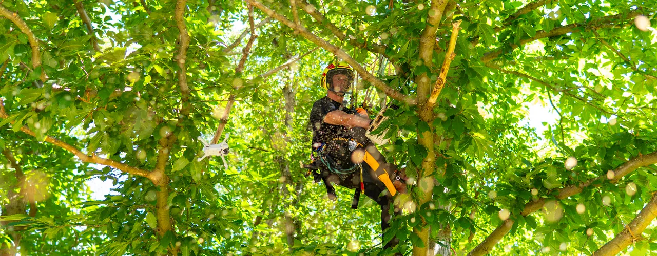 A tree surgeon wearing safety gear climbs a lush green tree, surrounded by dense foliage and sunlight filtering through the leaves.