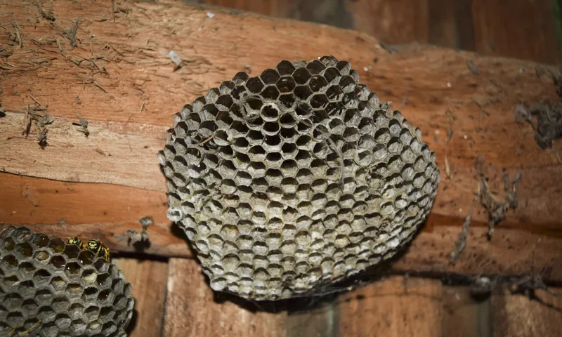 The Benefits of Professional Wasp Control