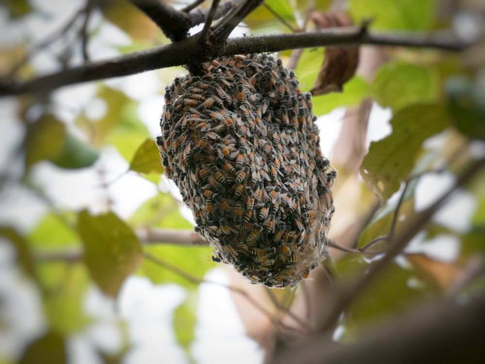 Wasp Control For Businesses And Commercial Properties