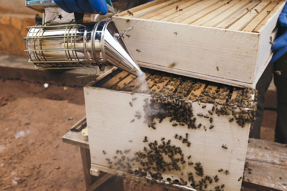 Safe Fast Wasp Nest Removal Near You