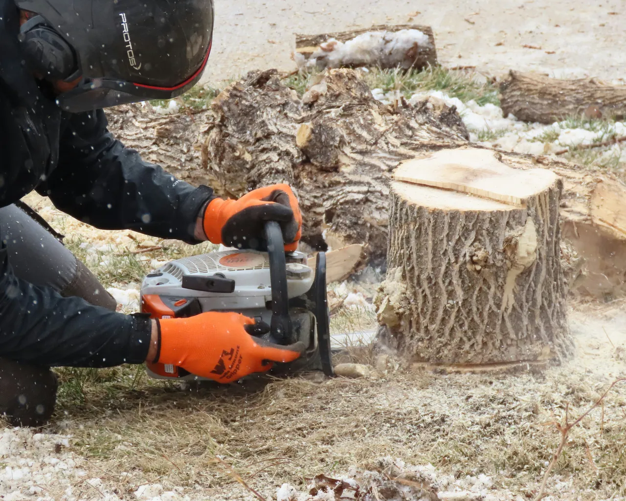 Guy With Chainsaw Cutting Stump