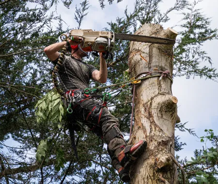 Arborist in safety gear using a chainsaw to cut a tall tree, surrounded by branches, against a cloudy sky background.
