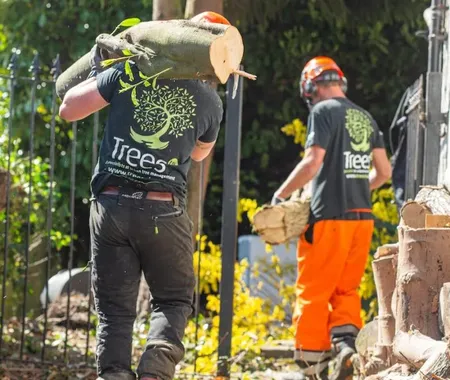Trees Uk Carrying Log